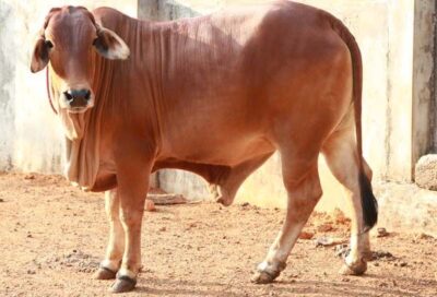 Wholesome Goodness – A2 Sahiwal Cow Milk