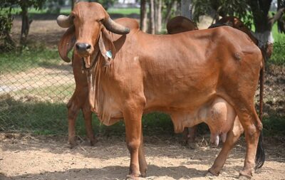 Golden Drops of Health – A2 Gir Cow Milk